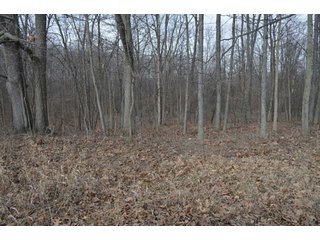 Property photo 48 - 127 Acres Offered in 8 Tracts - Allen & Dekalb County Land